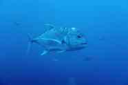 Giant Trevally Bucket List Fish Species