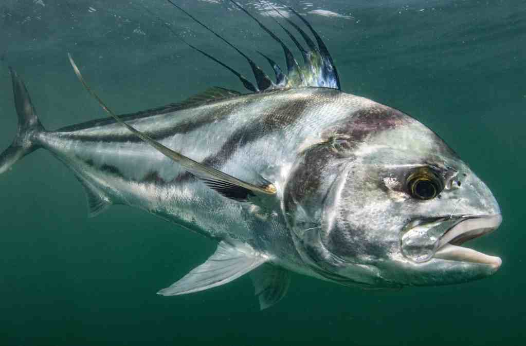 Species | Bucket List Fishing Trips